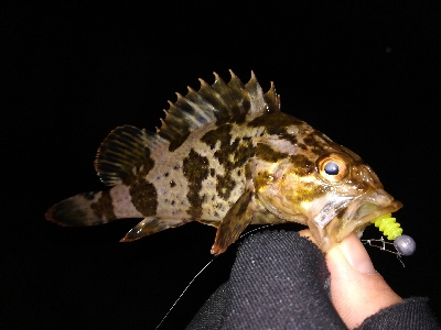 少し渋めのライトゲーム