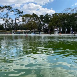 服部緑地　トラウト　