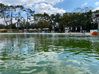 服部緑地　トラウト　