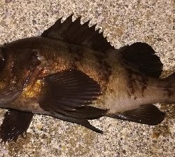 メバリング1900〜1935 2100〜2150