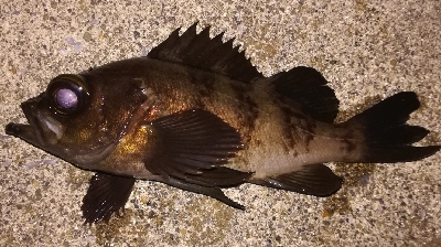 メバリング1900〜1935 2100〜2150