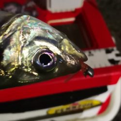 アジング 練習 127