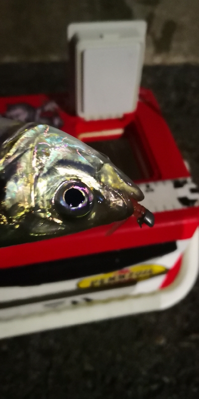 アジング 練習 127