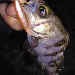 ナイトメバリング