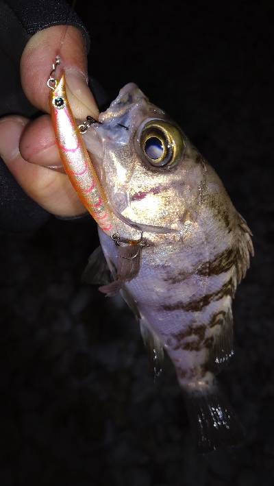 ナイトメバリング