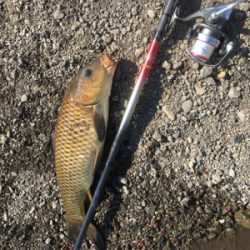 春の鯉釣り　carp fishing