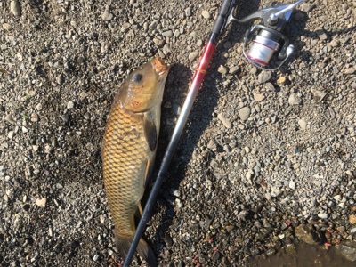 春の鯉釣り　carp fishing