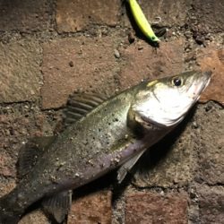 シーバス釣行！