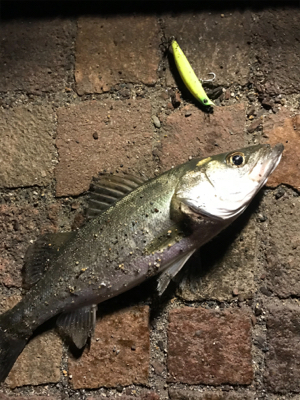 シーバス釣行！