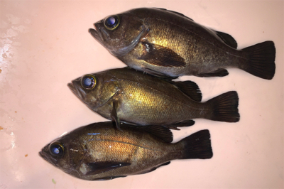 大潮は調子悪い？