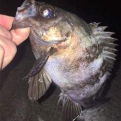 メバル絶好調！