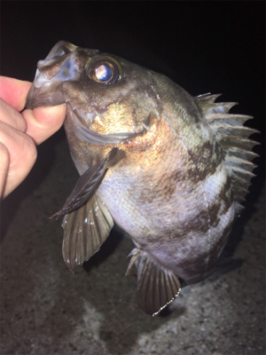 メバル絶好調！