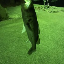 アジングのつもりで