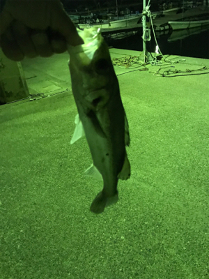 アジングのつもりで