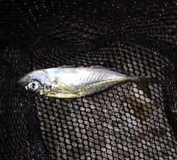 ナイトメバリング