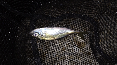 ナイトメバリング