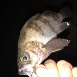 タケノコ、ガシラ、メバル