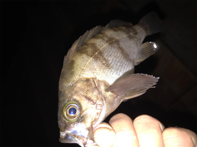 タケノコ、ガシラ、メバル