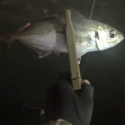 アジング 練習 129