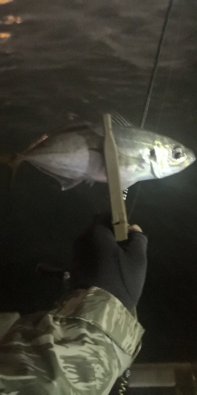 アジング 練習 129