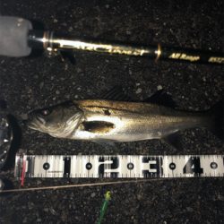 神戸湾奥春シーバス