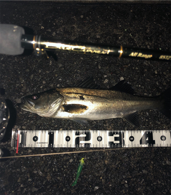 神戸湾奥春シーバス