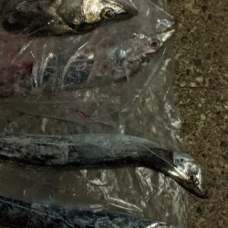 タチウオとシーバス