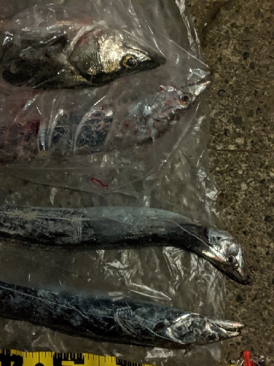 タチウオとシーバス