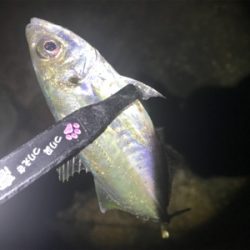 爆風雨アジング