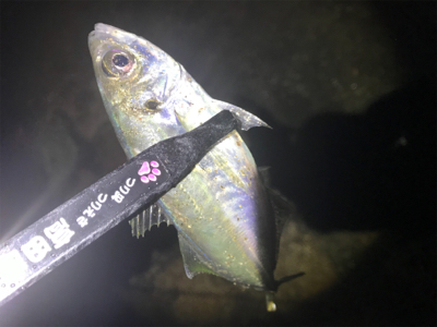 爆風雨アジング