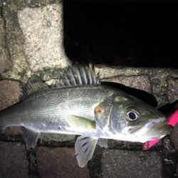 シーバス釣行！とにかく釣れる！