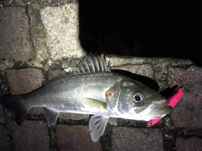 シーバス釣行！とにかく釣れる！