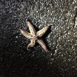 連日のコウイカ 釣り