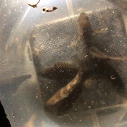 明石メバリング