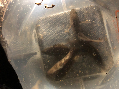 明石メバリング