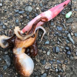 春！コウイカシーズン到来！