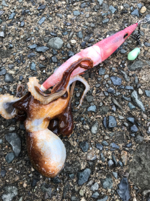 春！コウイカシーズン到来！