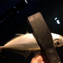 アジ好調のゲストにアオリ♪