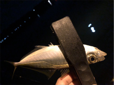 アジ好調のゲストにアオリ♪