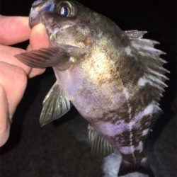 明石周辺メバリング