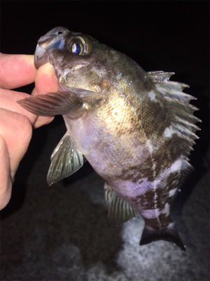 明石周辺メバリング