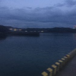 今日もアジいっぱい！