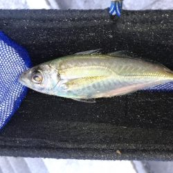 2/29釣果チヌ2枚マリーナシティずっと雨…