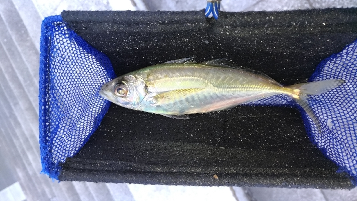 2/29釣果チヌ2枚マリーナシティずっと雨…