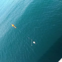 3/7釣果マダイチヌデカアジ尺アジ