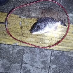 3/14釣果メタボチヌ2枚デカアジタチウオ