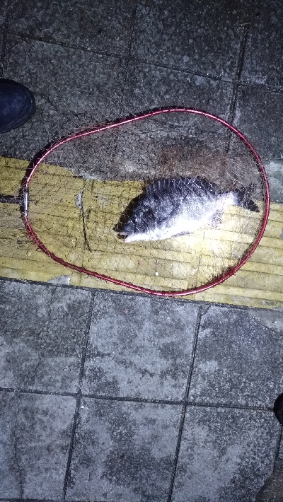 3/14釣果メタボチヌ2枚デカアジタチウオ…