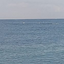 マイクロベイト対応できず。