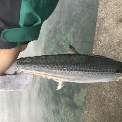 サゴシフィーバー