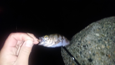 短時間で爆釣！